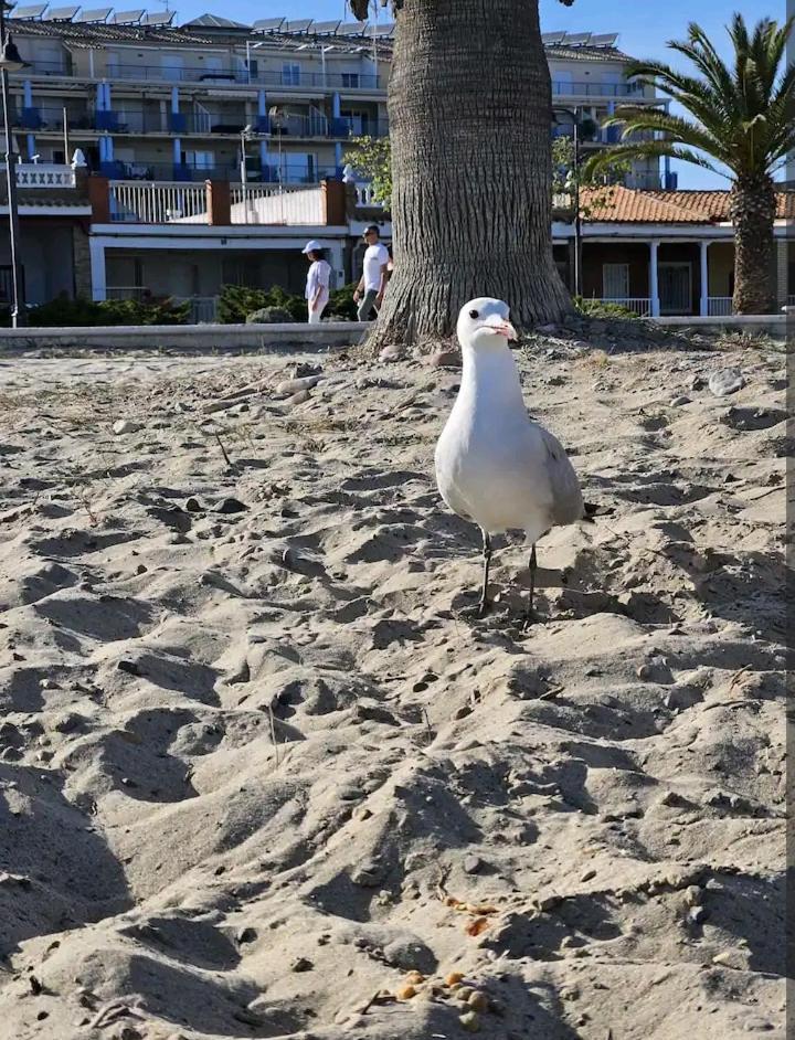 실세스 Habitacion En Piso Compartido Cerca De Playa 아파트 외부 사진